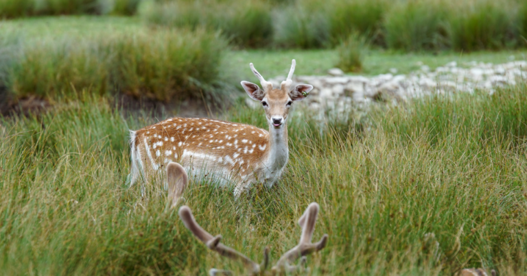 Visiter le Parc Animalier de Sainte-Croix