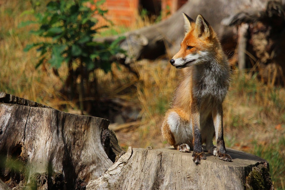  red-fox-5701191_960_720